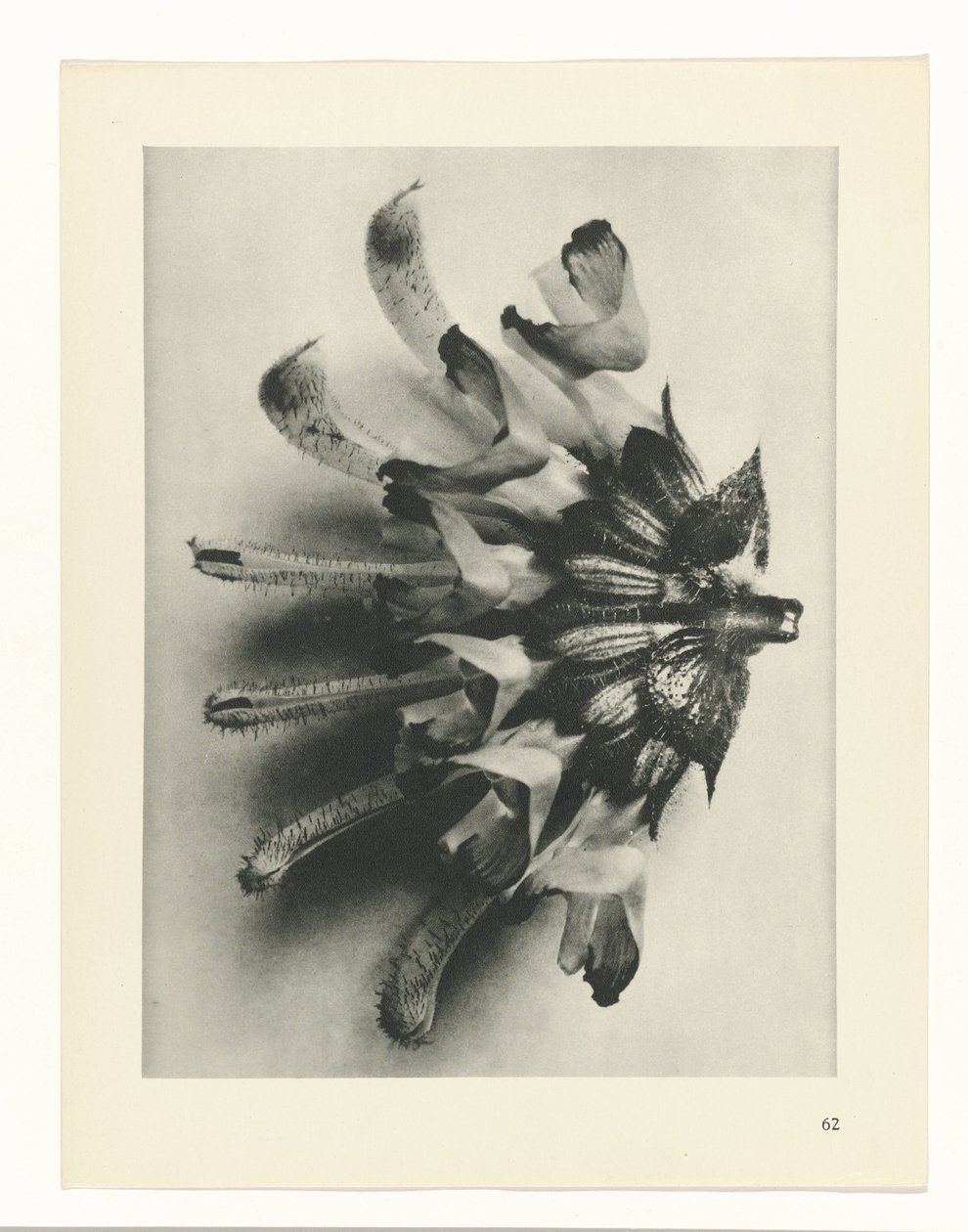 Studio di piante da Karl Blossfeldt