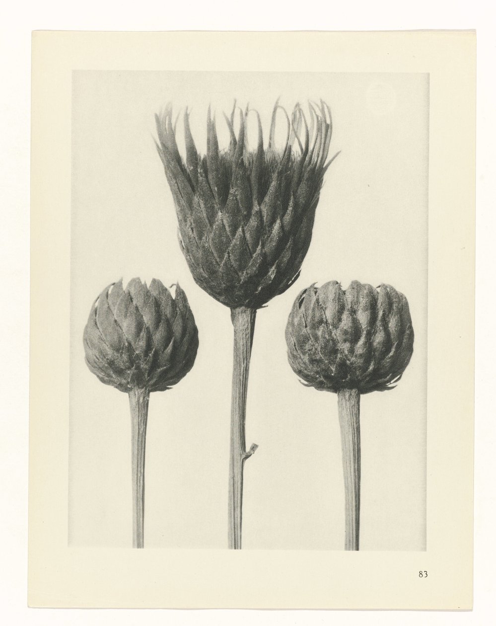 Studio di piante da Karl Blossfeldt