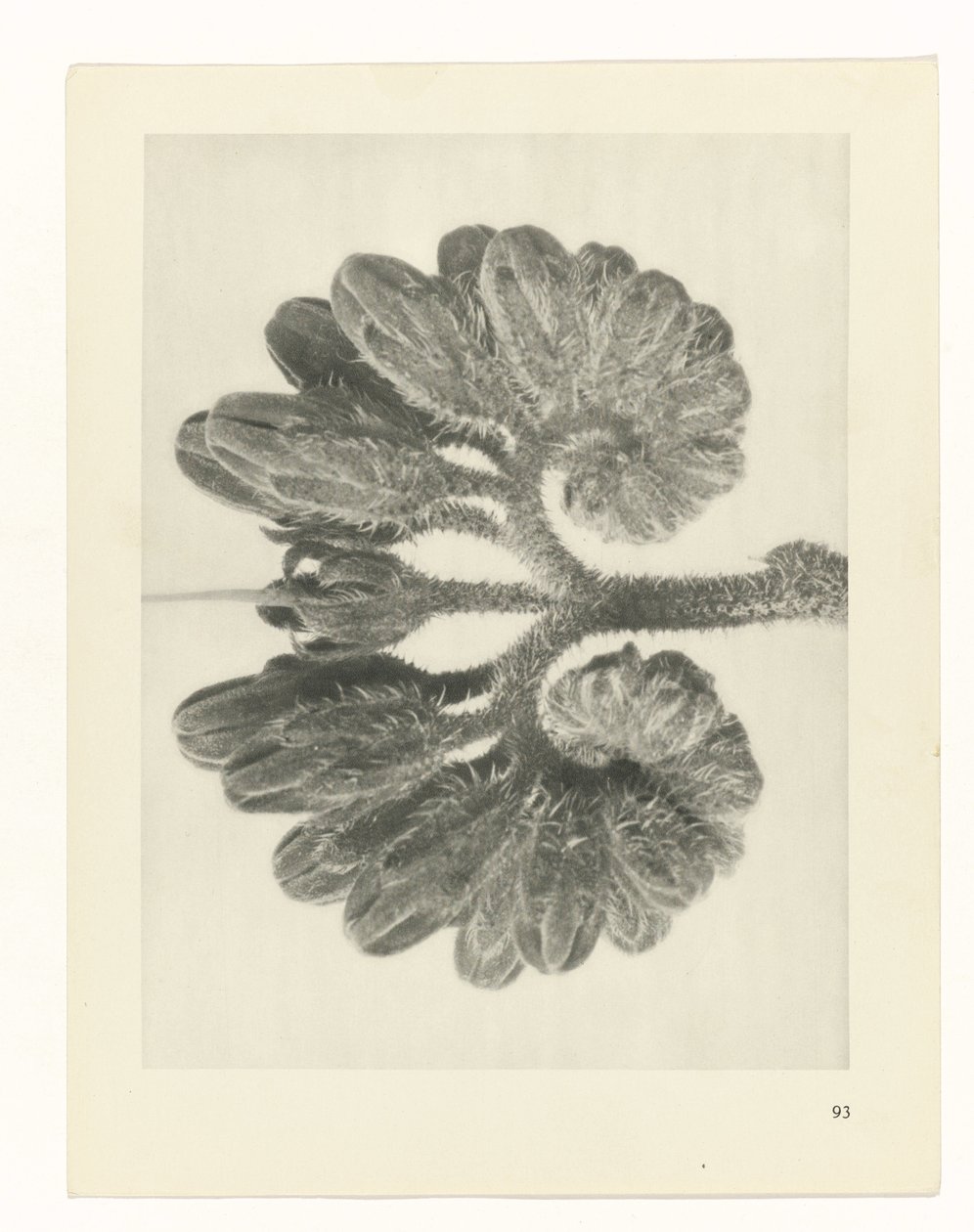 Studio di piante da Karl Blossfeldt