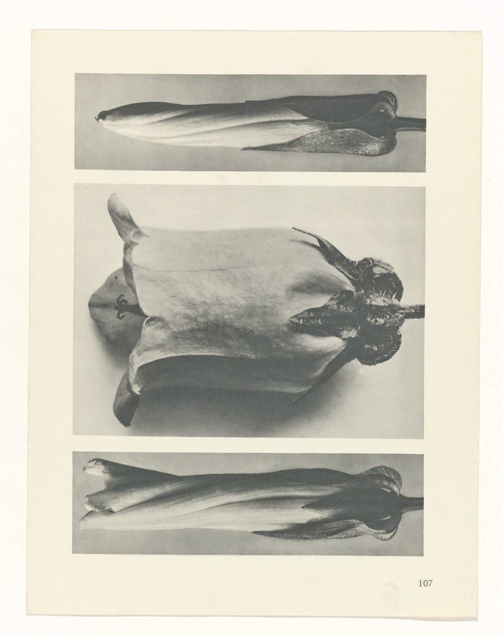 Studio di piante da Karl Blossfeldt