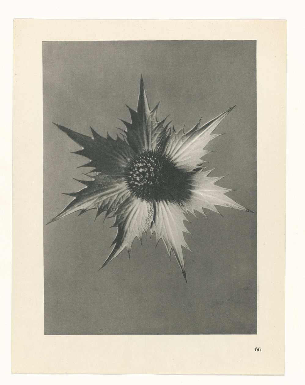 Studio di piante da Karl Blossfeldt