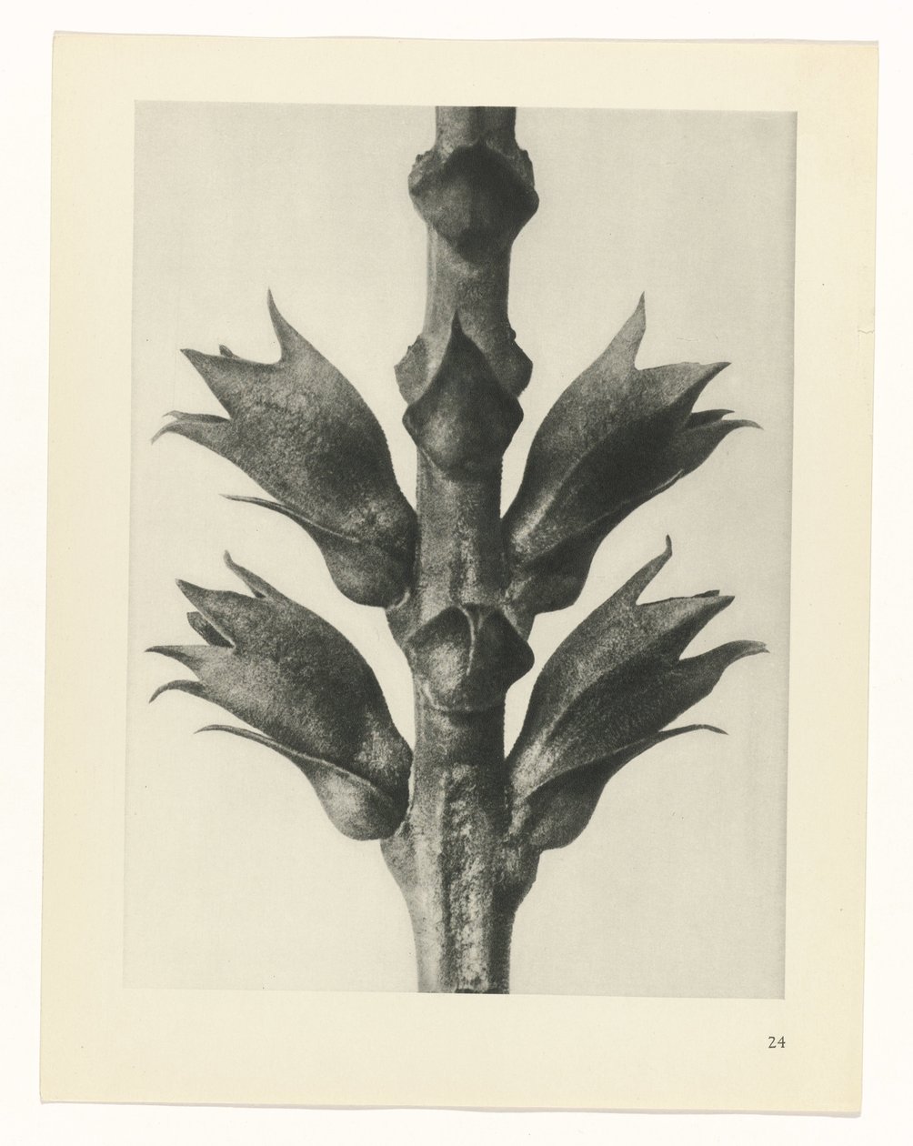 Studio di piante (serie Urformen der Kunst) da Karl Blossfeldt
