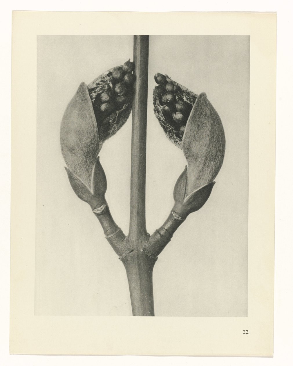 Studio di piante (serie Urformen der Kunst) da Karl Blossfeldt