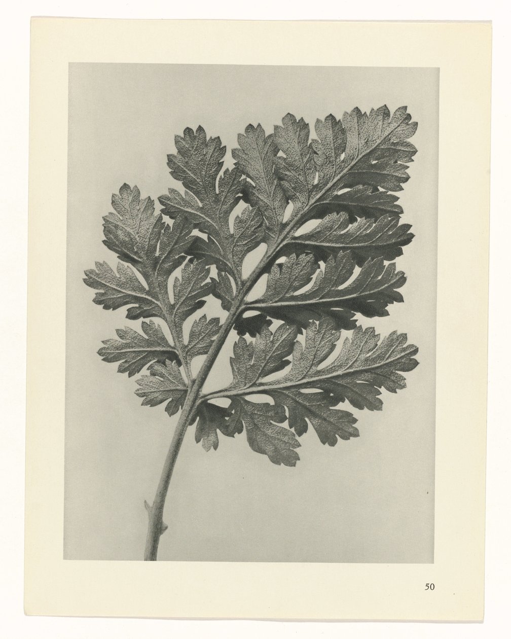 Studio di piante (serie Urformen der Kunst) da Karl Blossfeldt