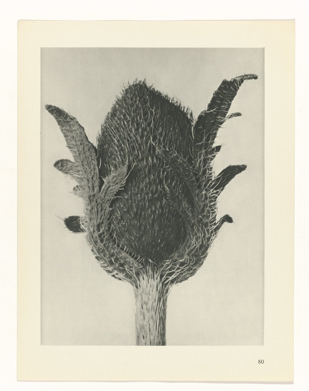 Studio di piante (serie Urformen der Kunst) da Karl Blossfeldt