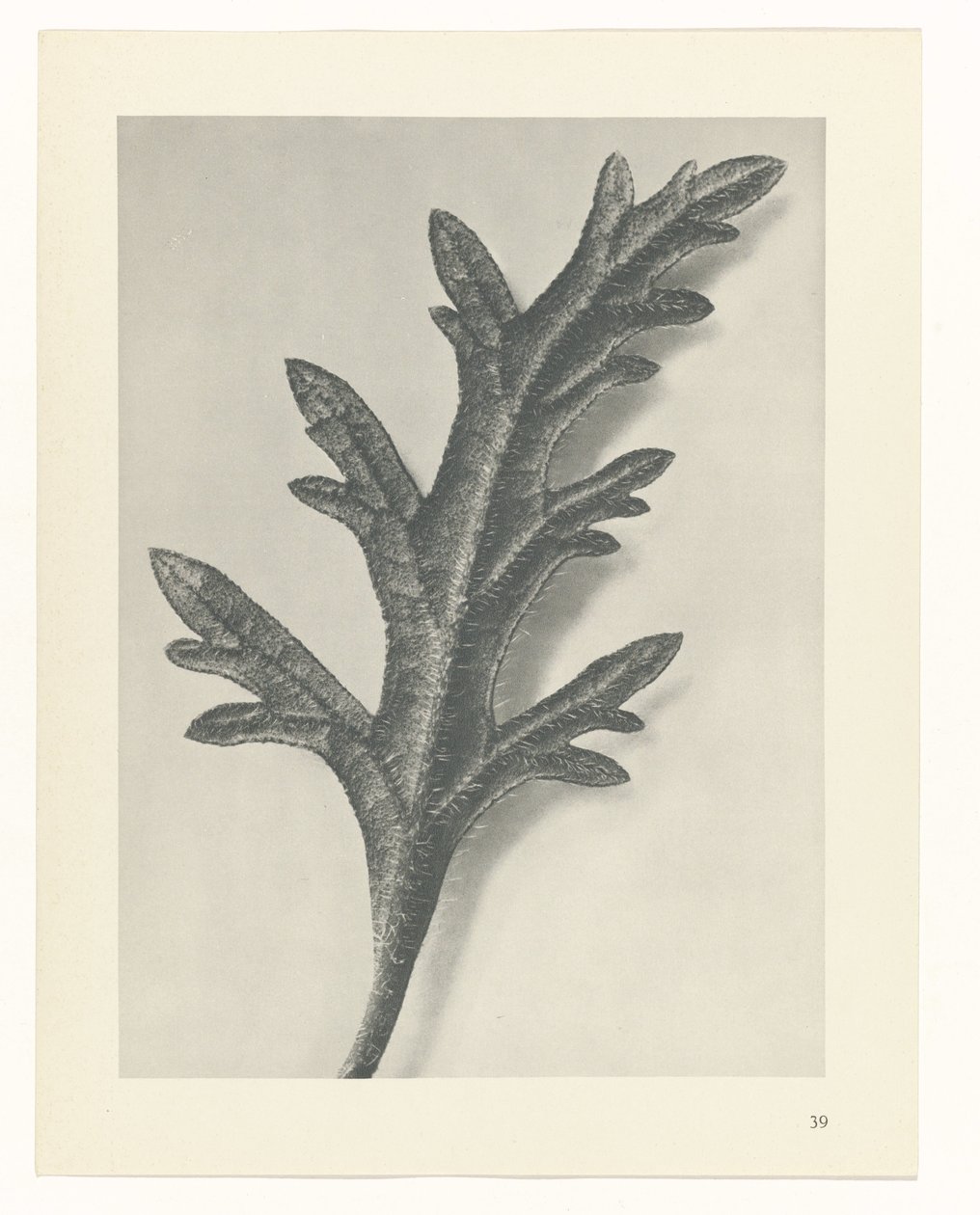 Studio di piante (serie Urformen der Kunst) da Karl Blossfeldt