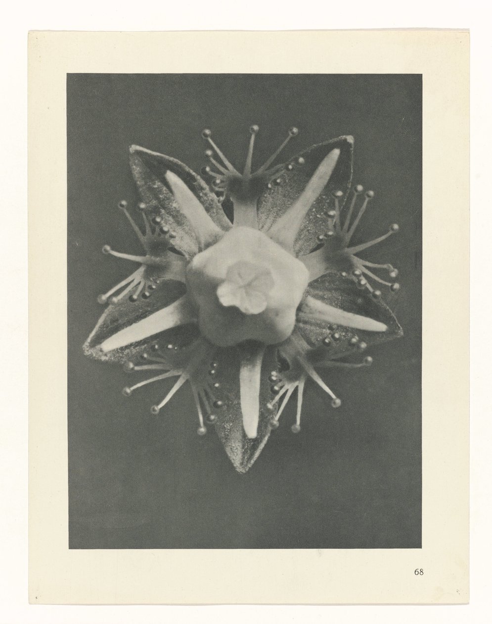 Studio di piante (serie Urformen der Kunst) da Karl Blossfeldt