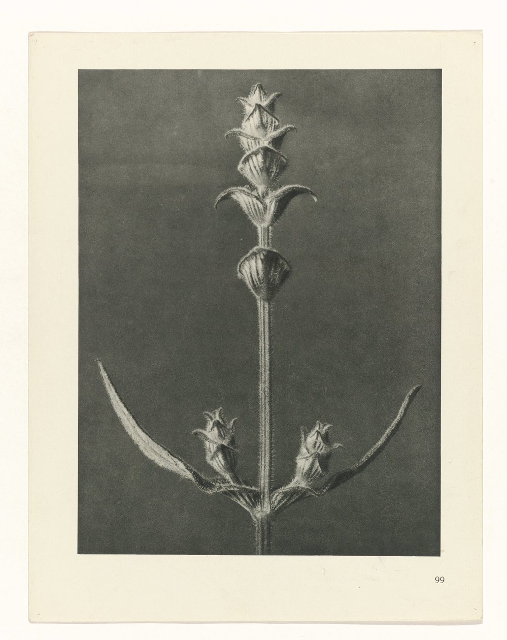Studio di piante (serie Urformen der Kunst) da Karl Blossfeldt