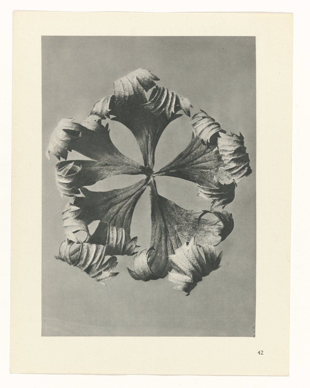 Studio di piante (serie Urformen der Kunst) da Karl Blossfeldt
