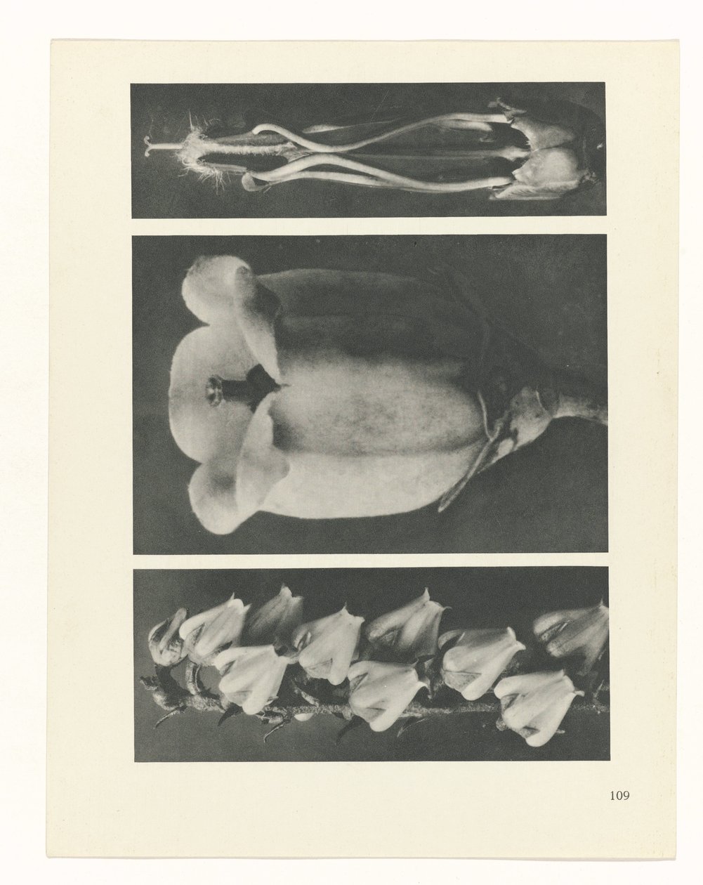 Studio di piante (serie Urformen der Kunst) da Karl Blossfeldt