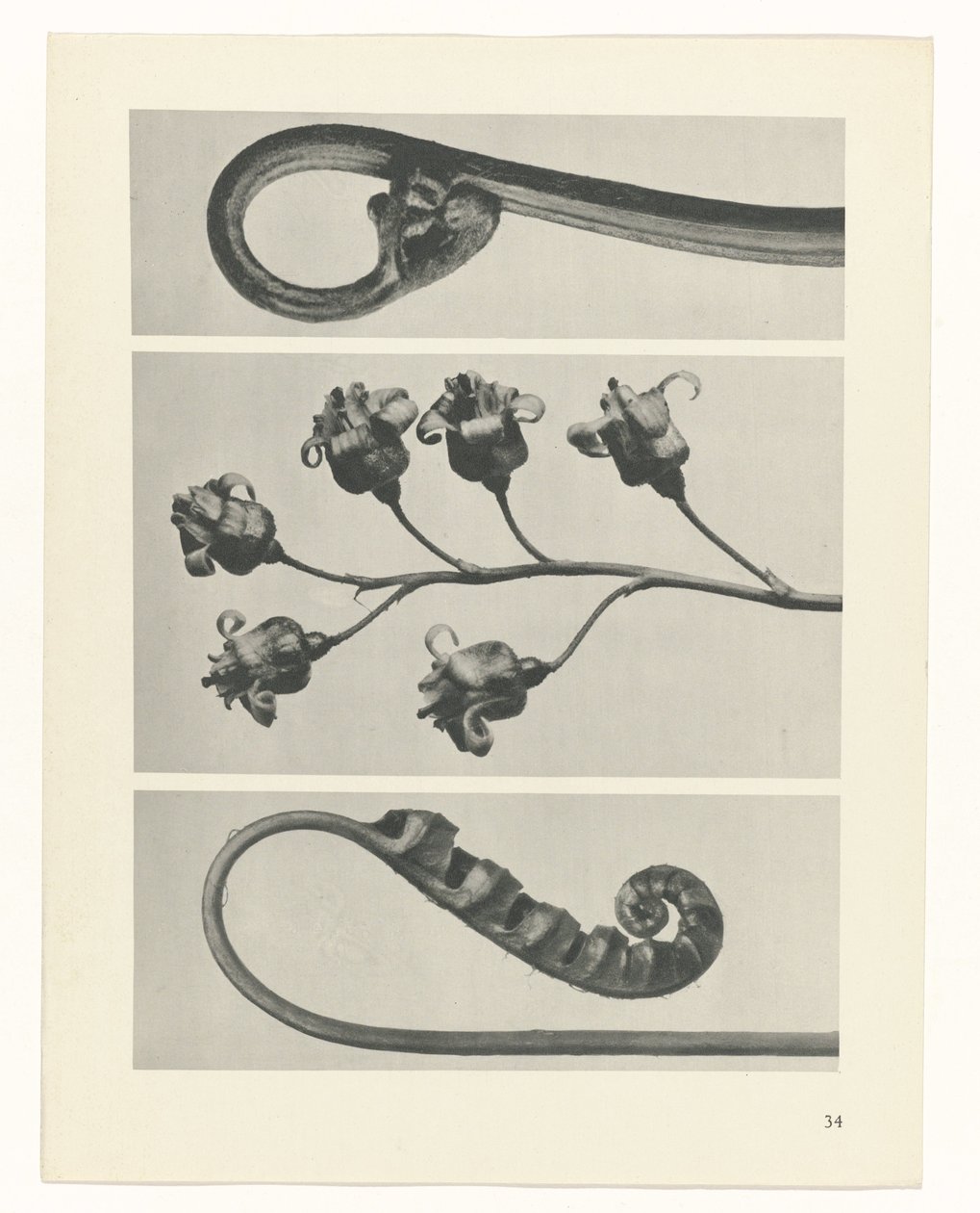 Studio di piante (serie Urformen der Kunst) da Karl Blossfeldt