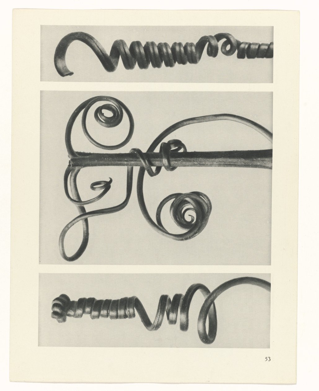 Studio di piante (serie Urformen der Kunst) da Karl Blossfeldt