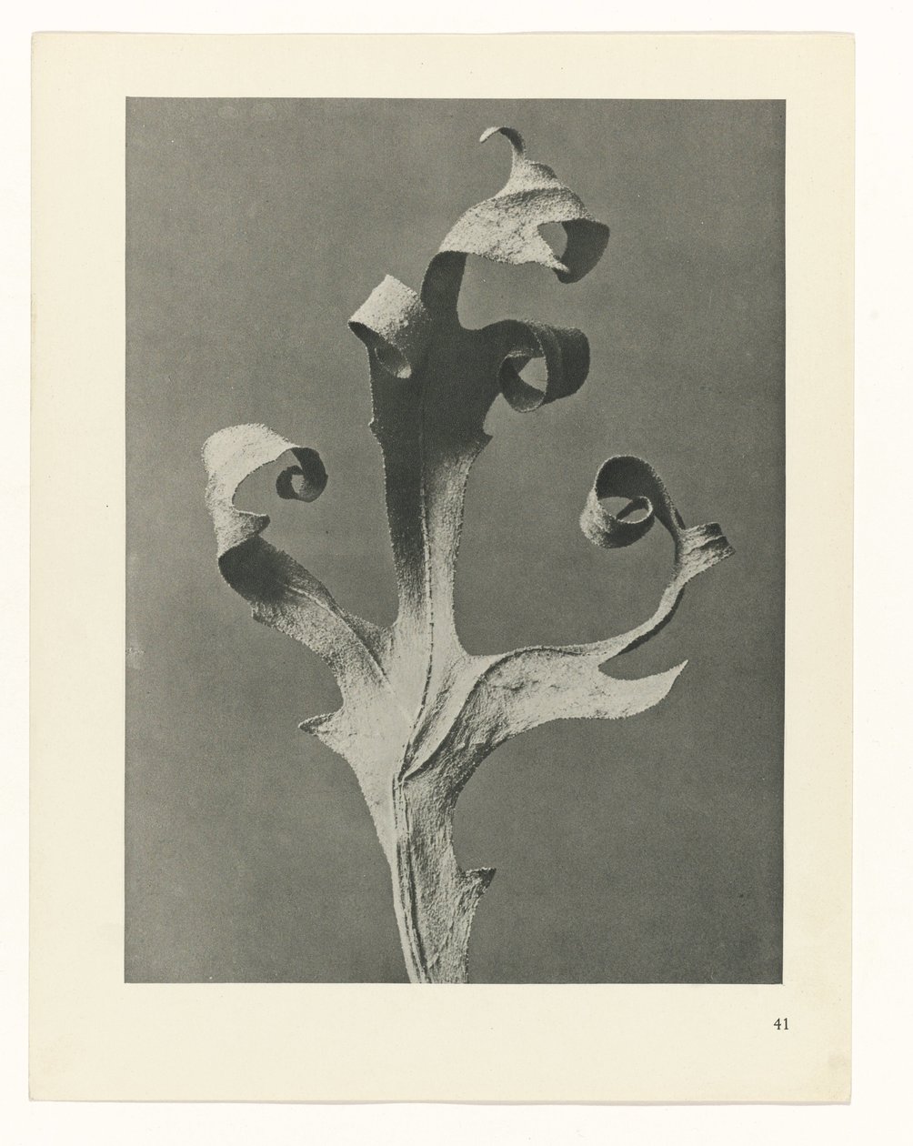 Studio di piante (serie Urformen der Kunst) da Karl Blossfeldt