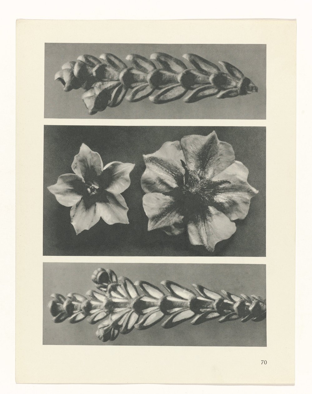 Studio di piante (serie Urformen der Kunst) da Karl Blossfeldt