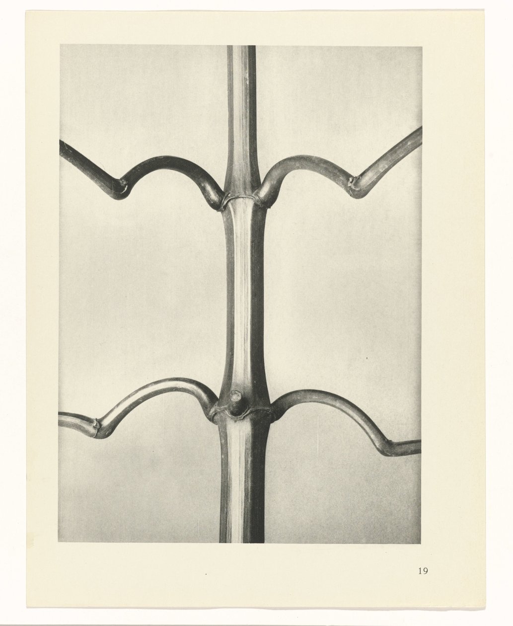 Studio di piante (serie Urformen der Kunst) da Karl Blossfeldt