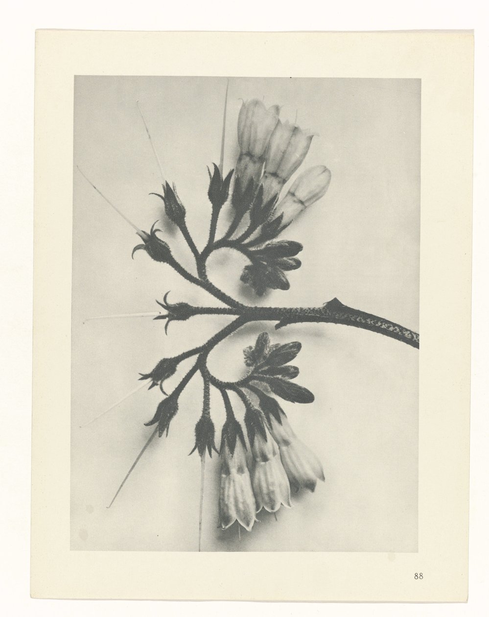 Studio di piante (serie Urformen der Kunst) da Karl Blossfeldt