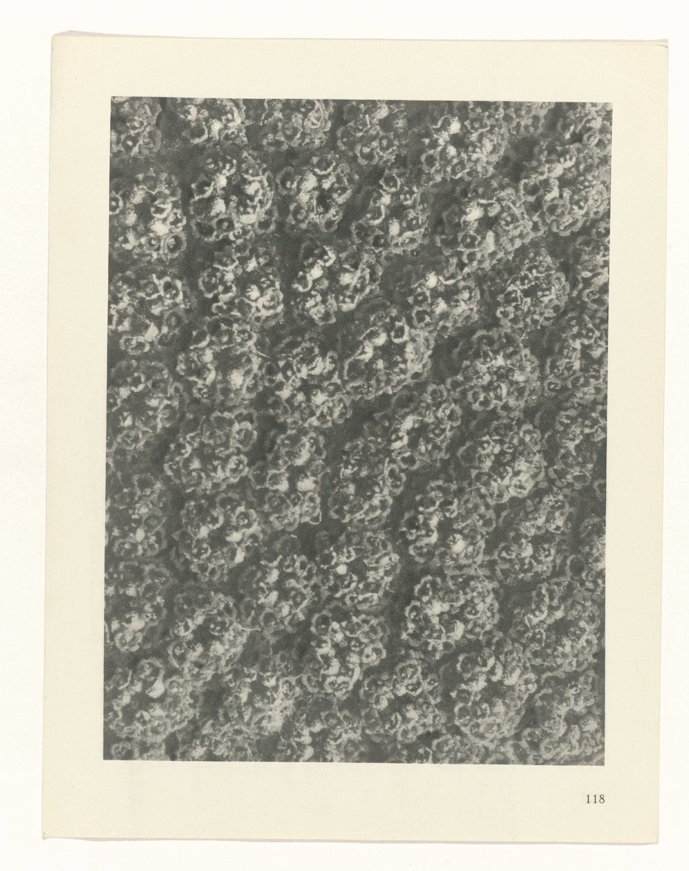 Studio di piante (serie Urformen der Kunst) da Karl Blossfeldt