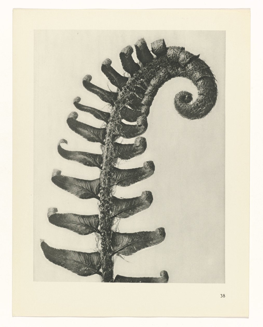 Studio di piante (serie Urformen der Kunst) da Karl Blossfeldt