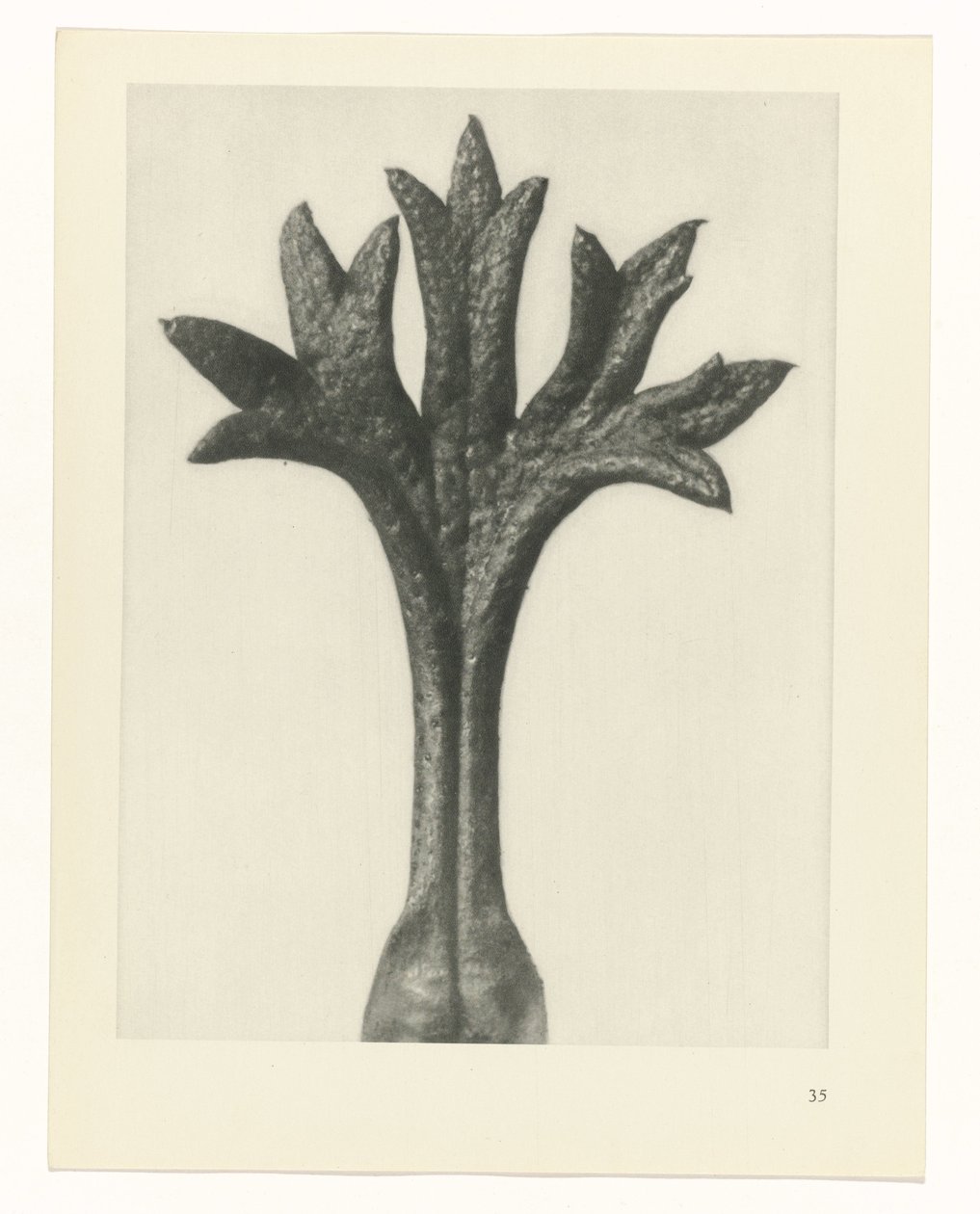 Studio di piante (serie Urformen der Kunst) da Karl Blossfeldt