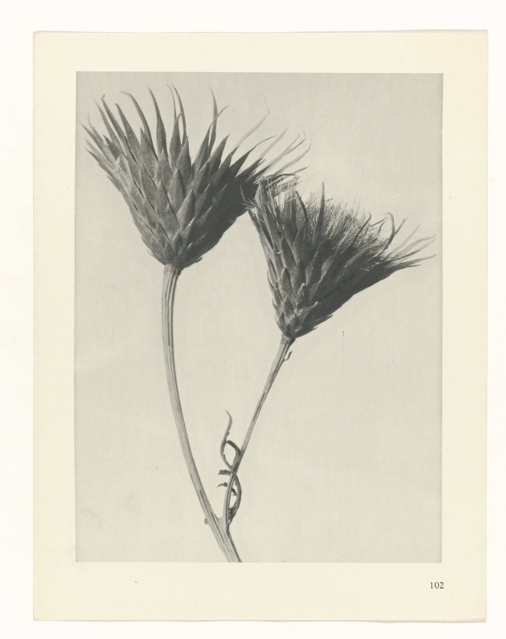 Studio di piante (serie Urformen der Kunst) da Karl Blossfeldt
