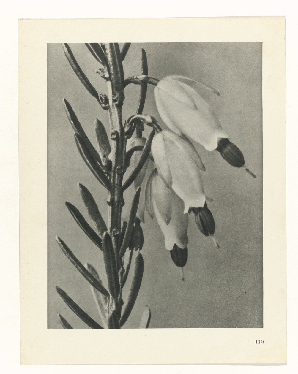 Studio di piante, Urformen der Kunst (titolo della serie) da Karl Blossfeldt