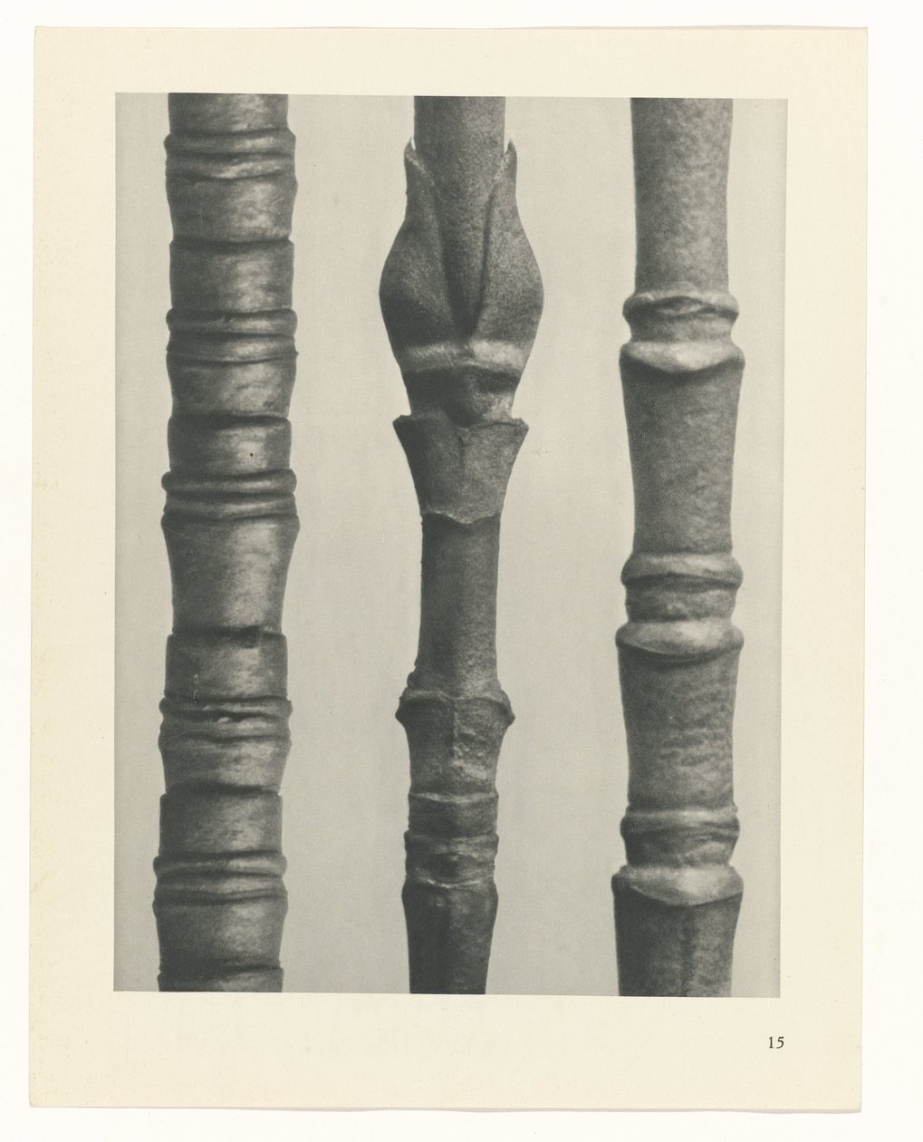 Studio di piante, Urformen der Kunst (titolo della serie) da Karl Blossfeldt