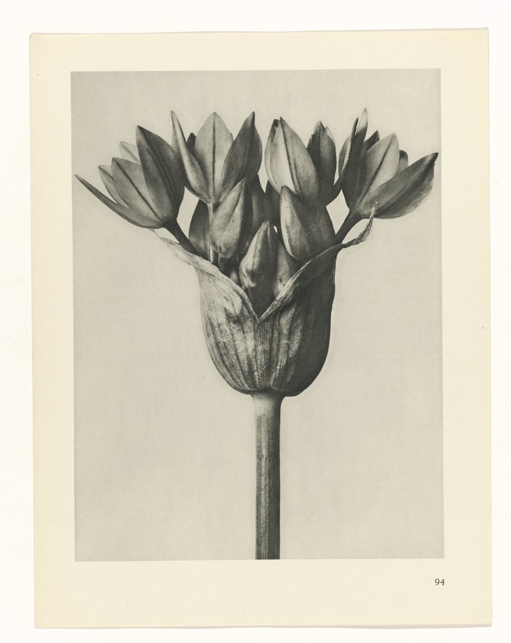 Studio di piante, Urformen der Kunst (titolo della serie) da Karl Blossfeldt