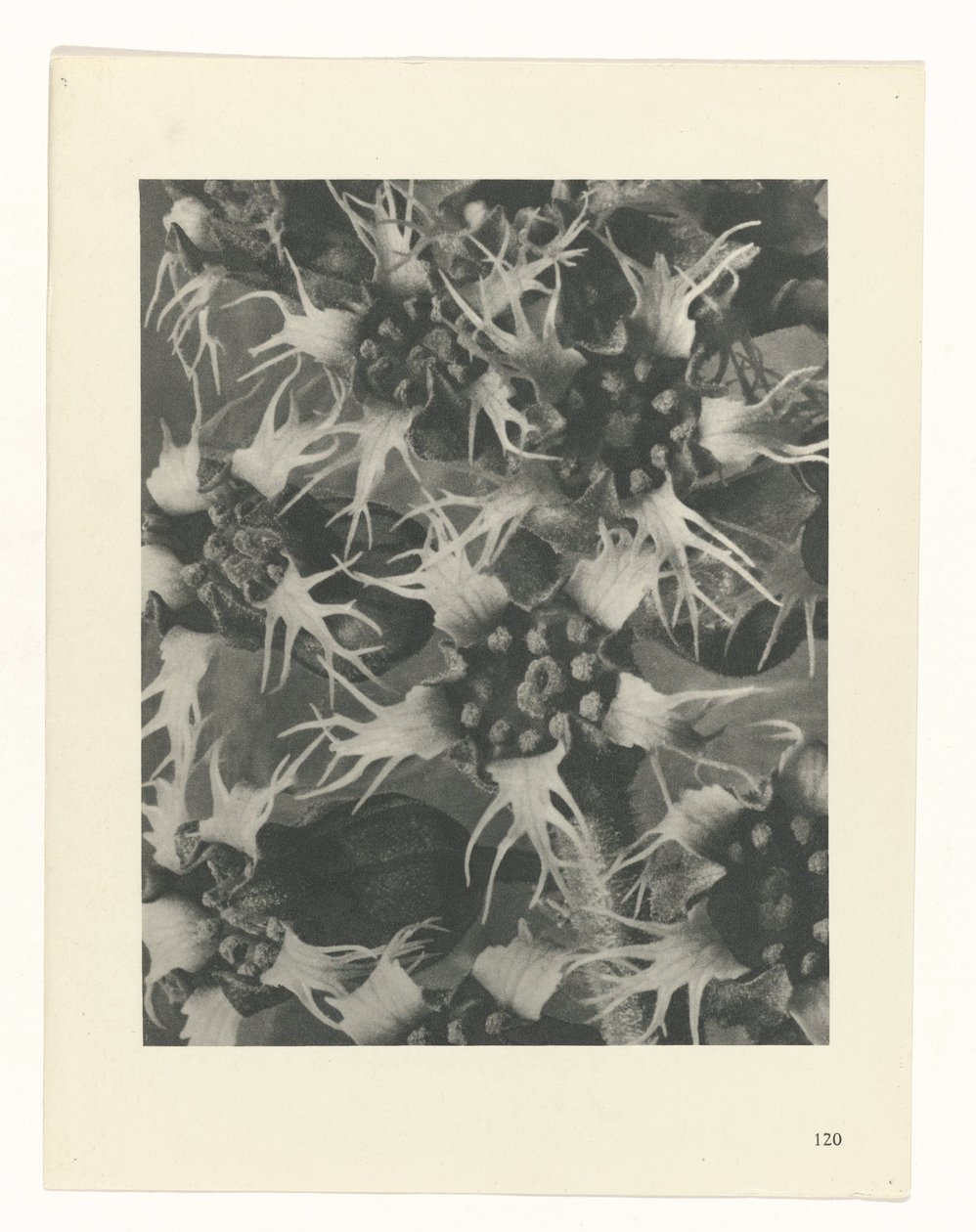 Studio di piante, Urformen der Kunst (titolo della serie) da Karl Blossfeldt
