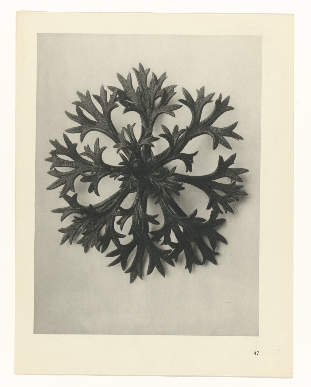 Studio di piante, Urformen der Kunst (titolo della serie) da Karl Blossfeldt
