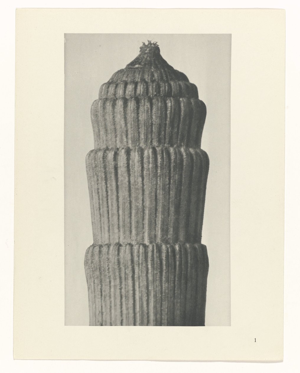 Studio di piante, Equisetum hiemale (serie Urformen der Kunst) da Karl Blossfeldt