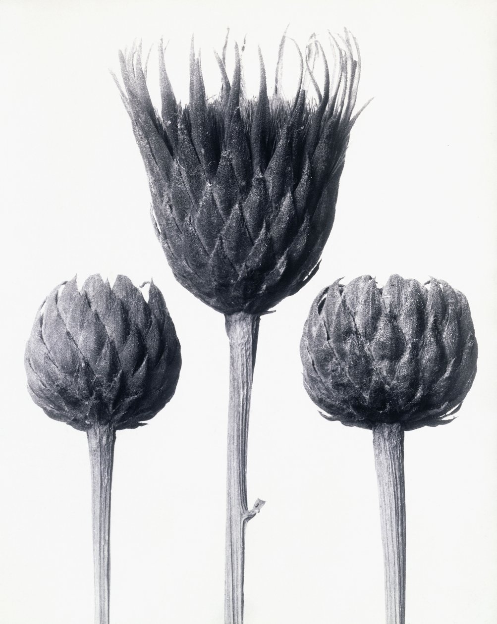 Serratula Nudicaulis (Seghettata Comune a Stelo Nudo) da Karl Blossfeldt