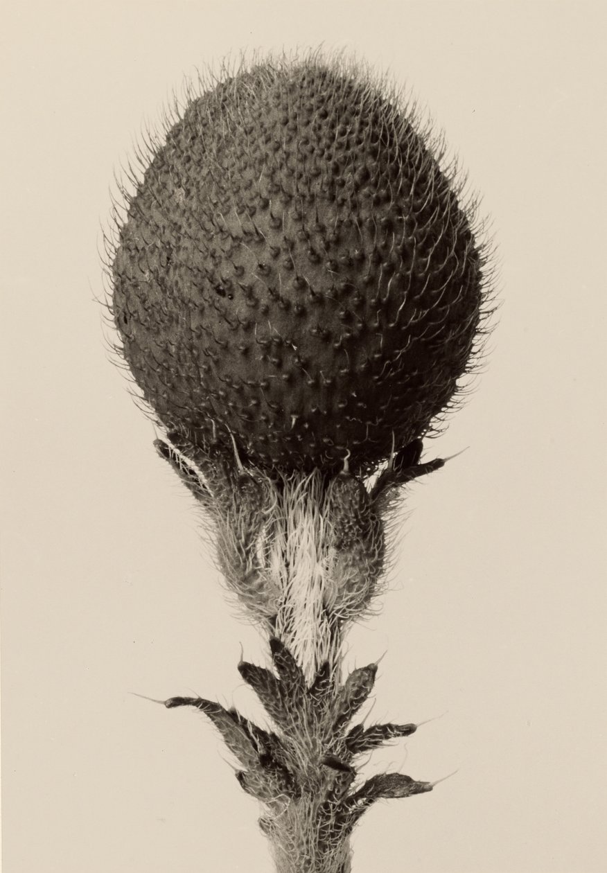 [Pianta bulbosa spinosa] da Karl Blossfeldt