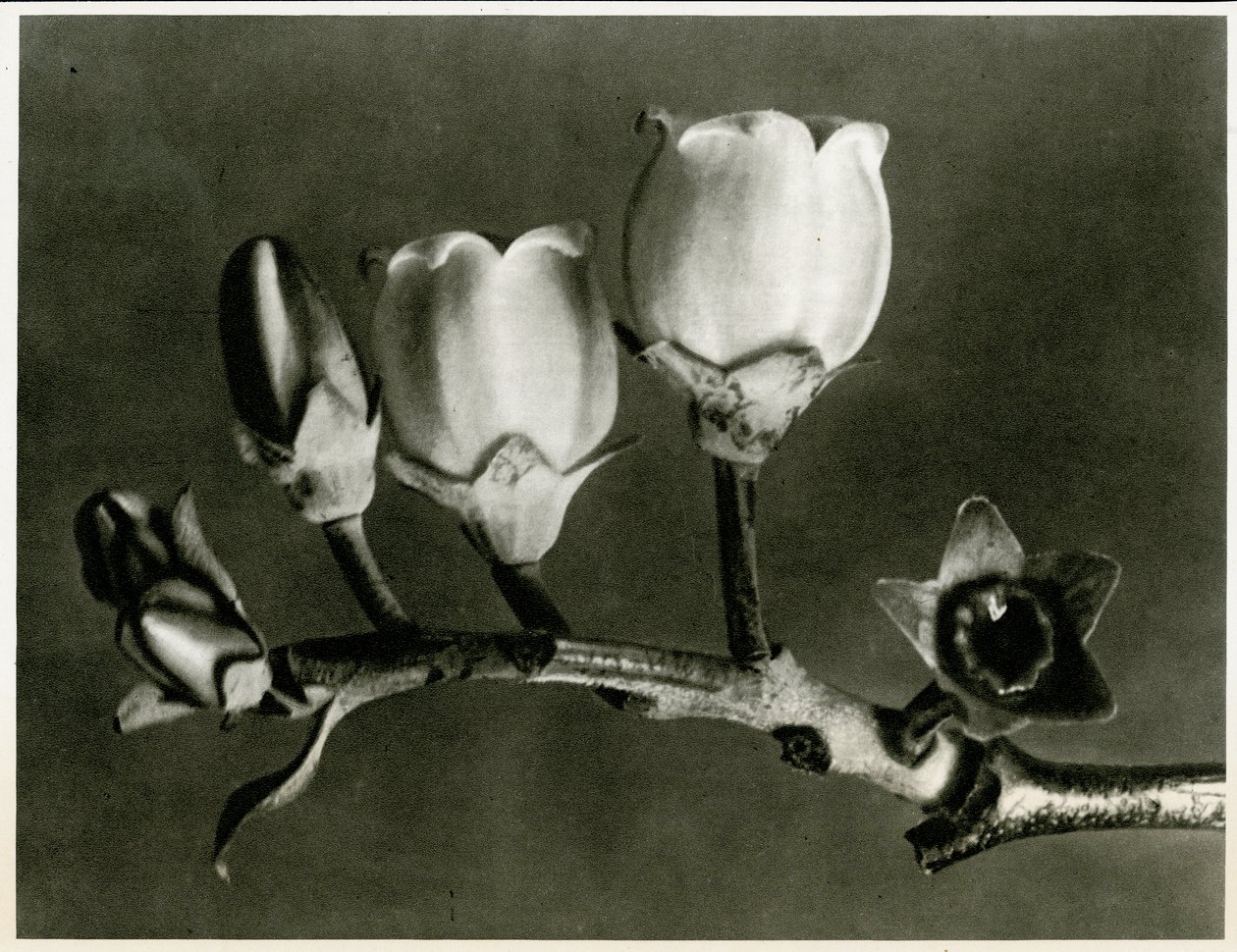 Vaccinium Corymbosum da Karl Blossfeldt