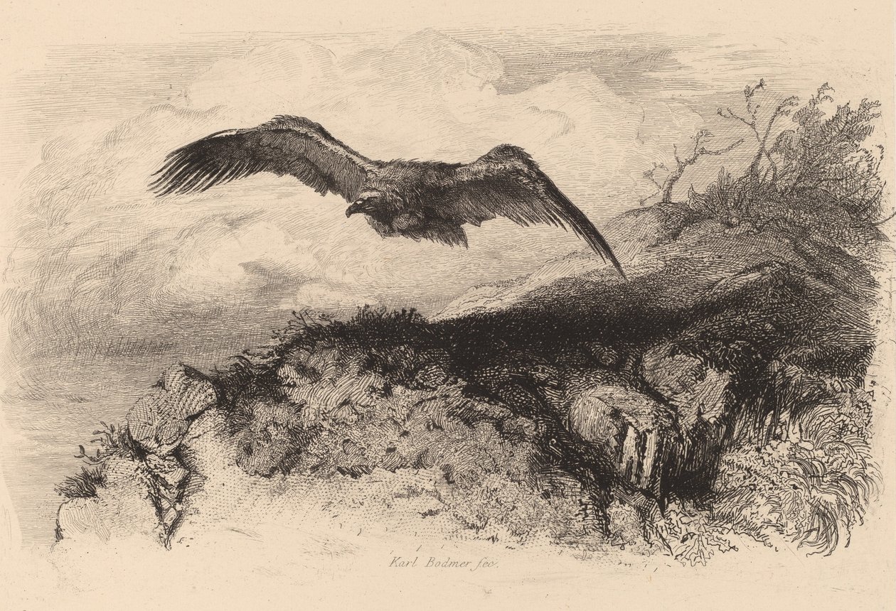 Aquila in volo da Karl Bodmer