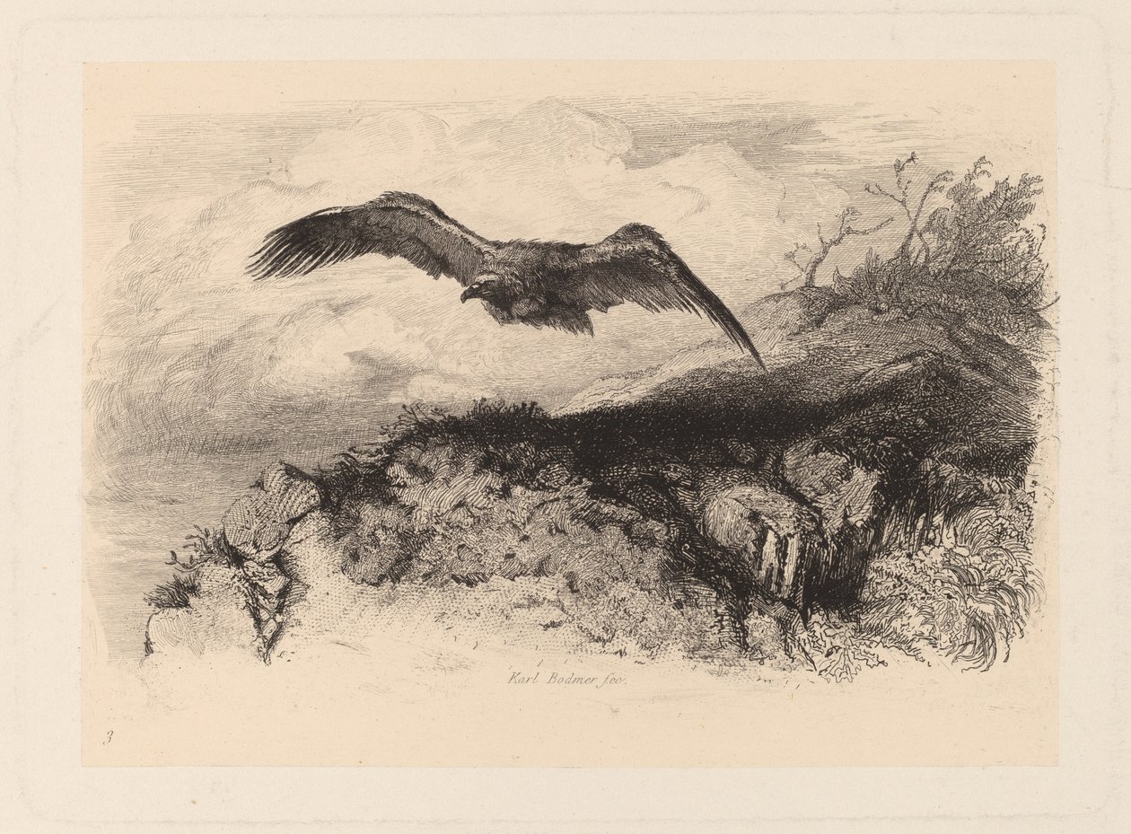 Aquila in volo da Karl Bodmer