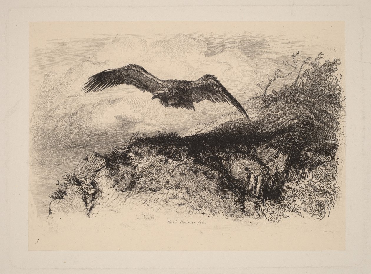 Aquila in volo da Karl Bodmer