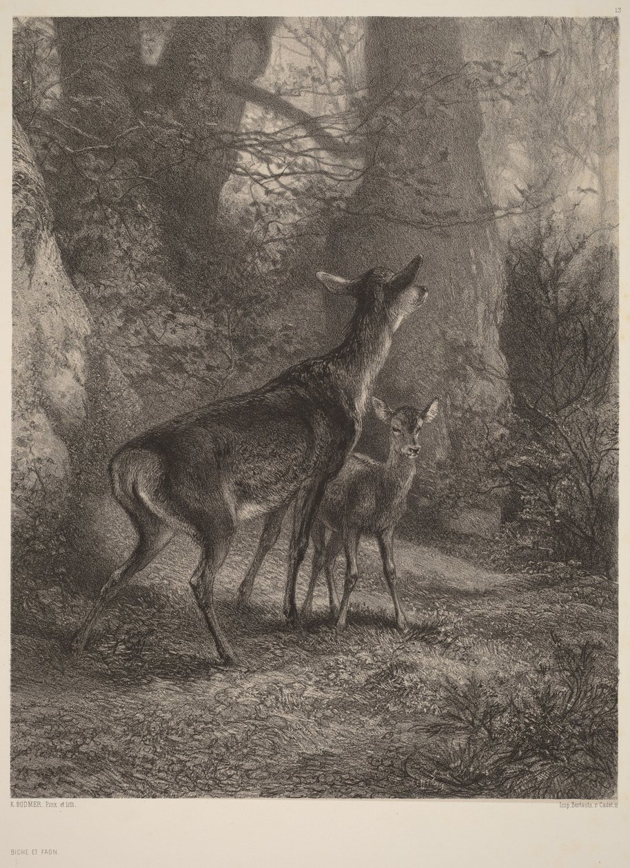 Cerva e cerbiatto da Karl Bodmer