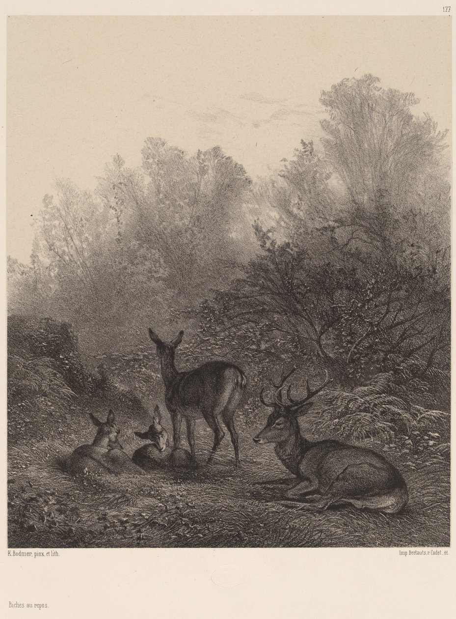 Cervi a riposo da Karl Bodmer
