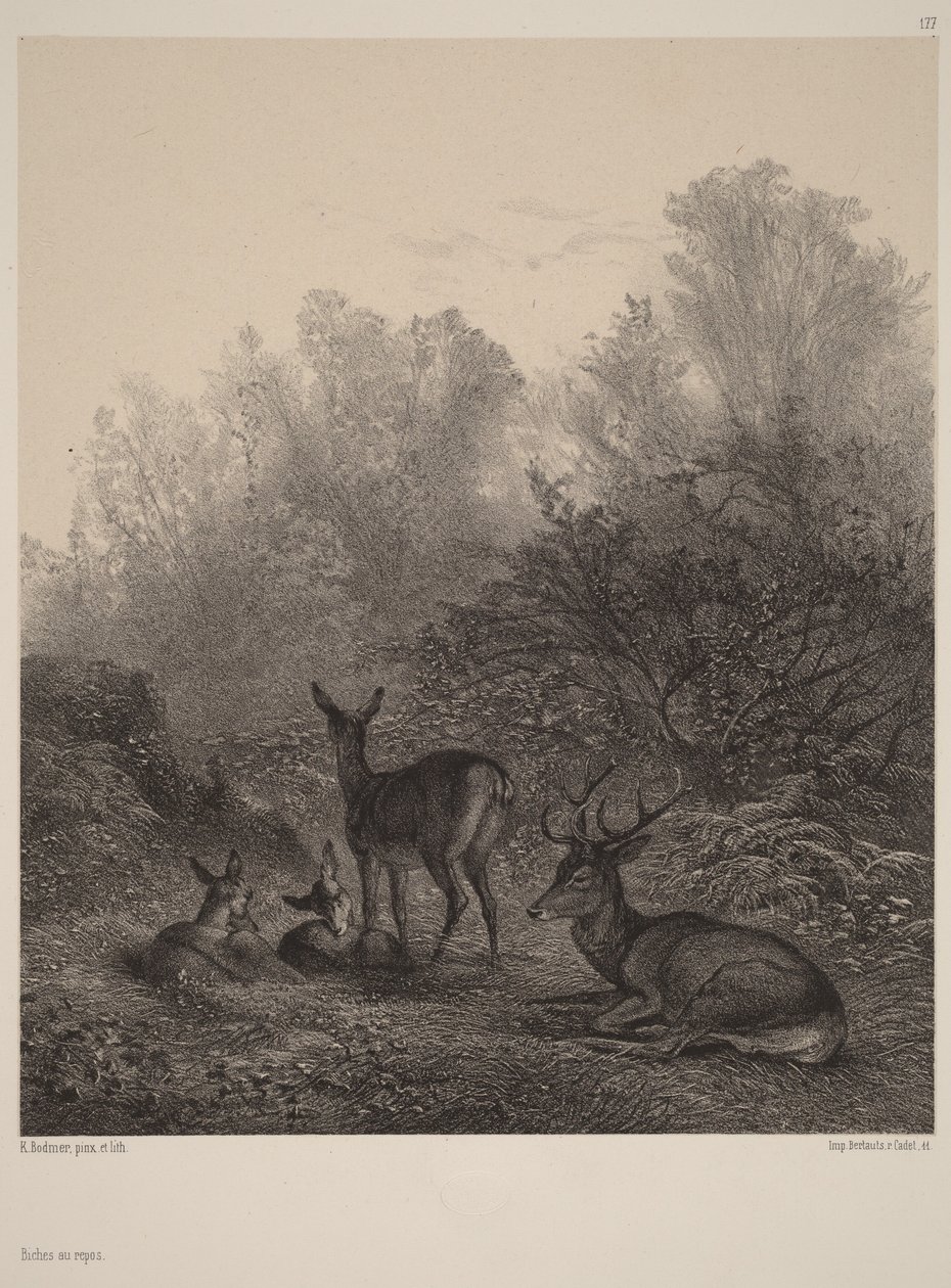 Cervi a riposo da Karl Bodmer