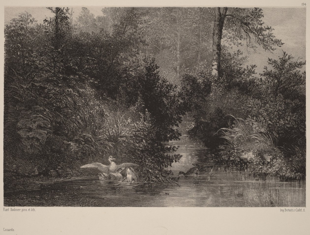 Anatre da Karl Bodmer