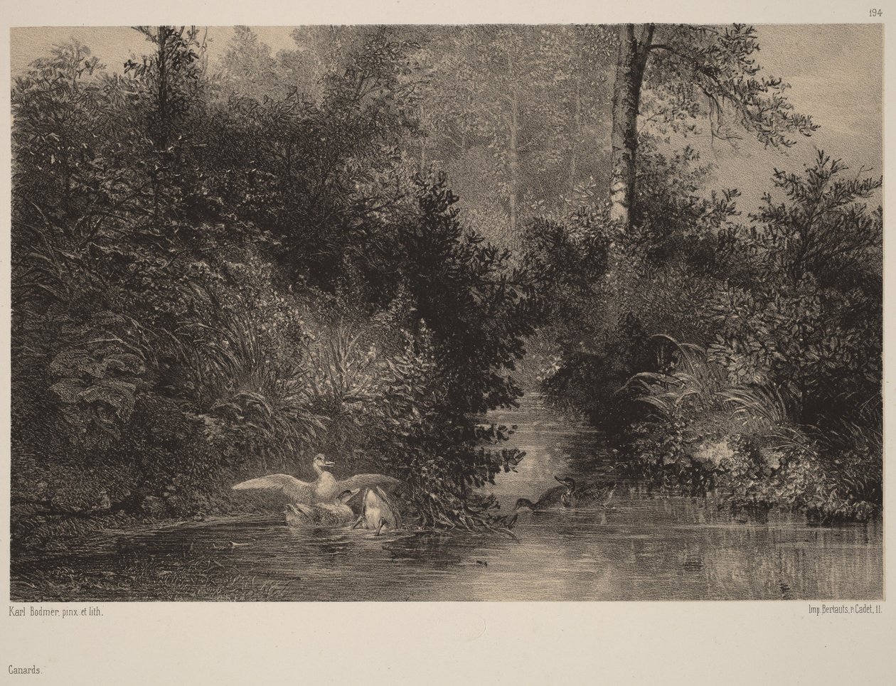 Anatre da Karl Bodmer