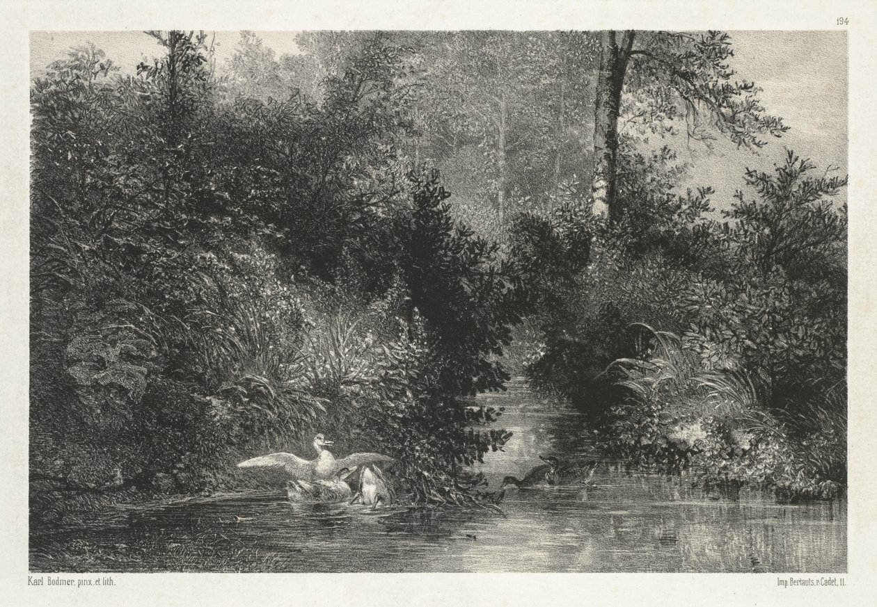 Anatre da Karl Bodmer