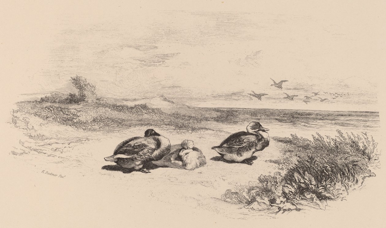Anatre selvatiche da Karl Bodmer