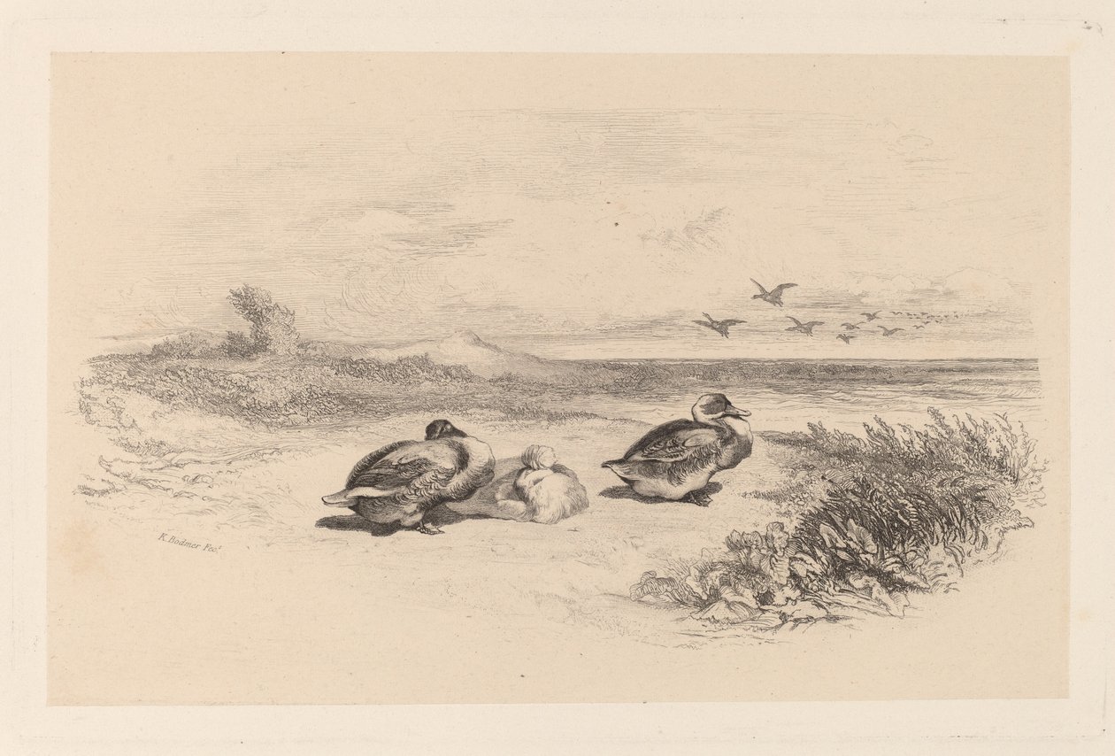 Anatre selvatiche da Karl Bodmer