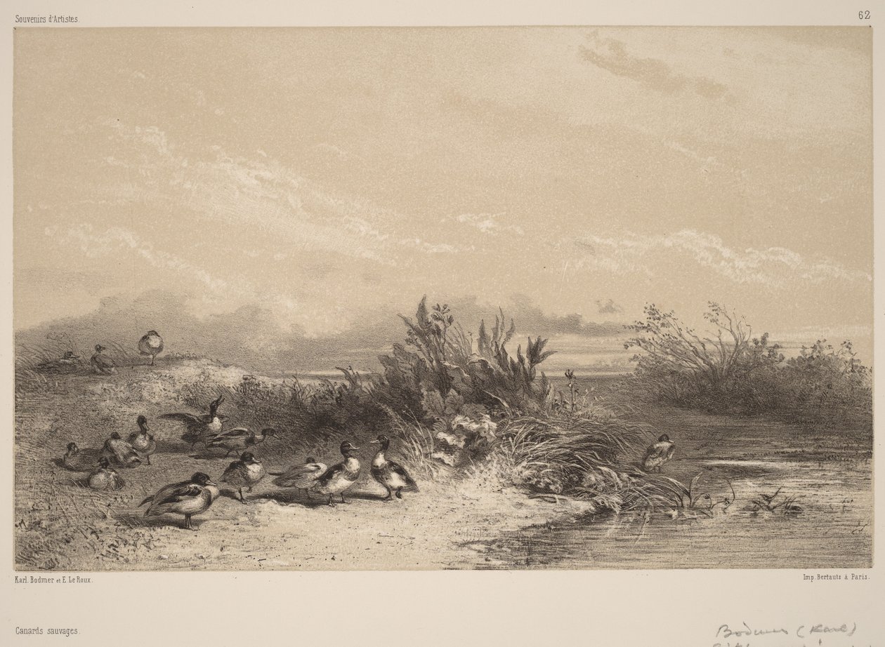 Anatre selvatiche da Karl Bodmer