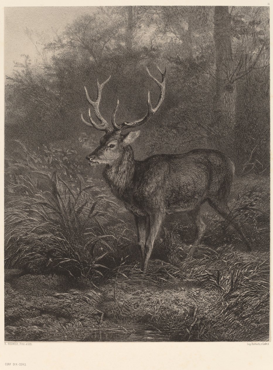 Cerf Dix-Cors da Karl Bodmer