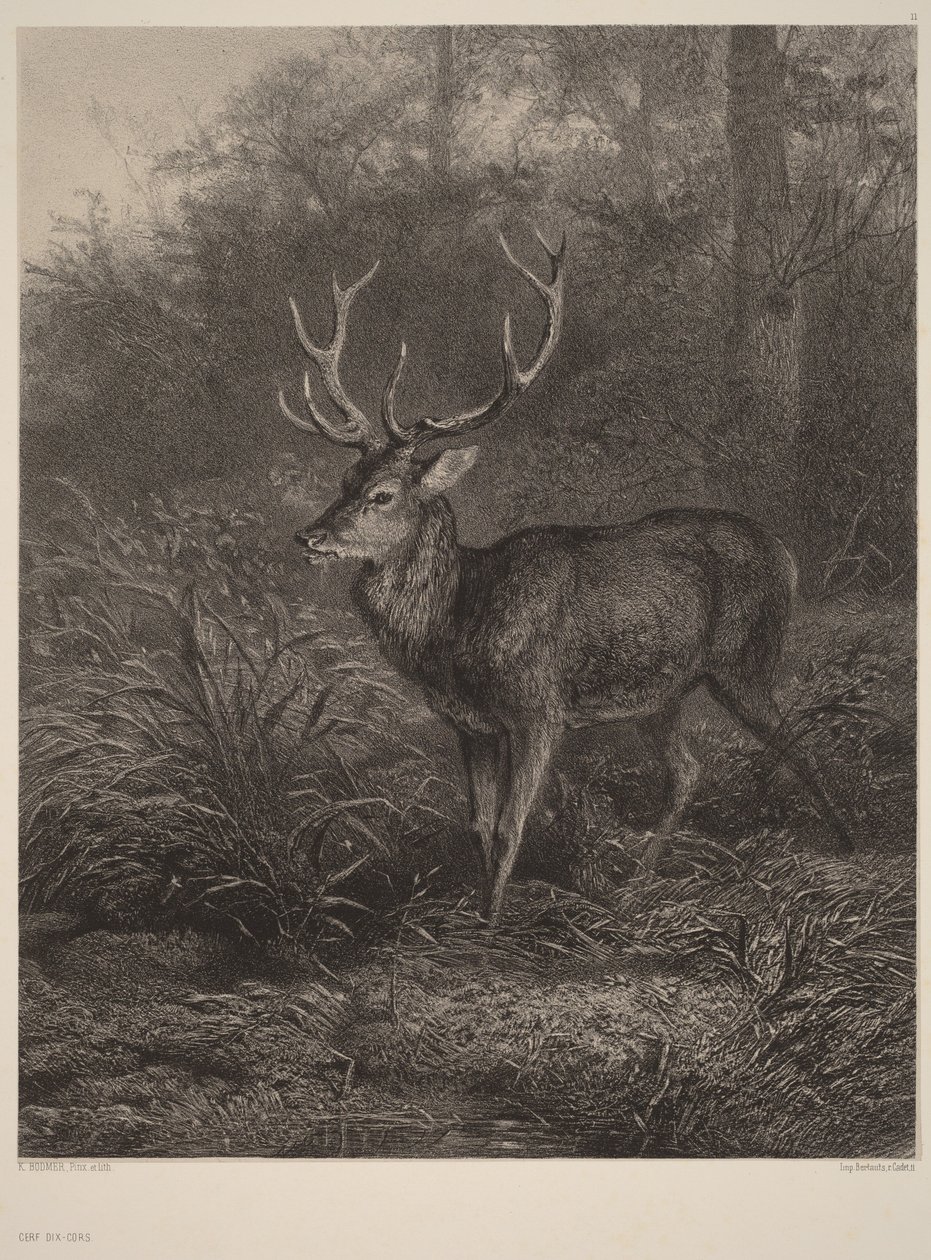 Cervo dalle dieci corna da Karl Bodmer