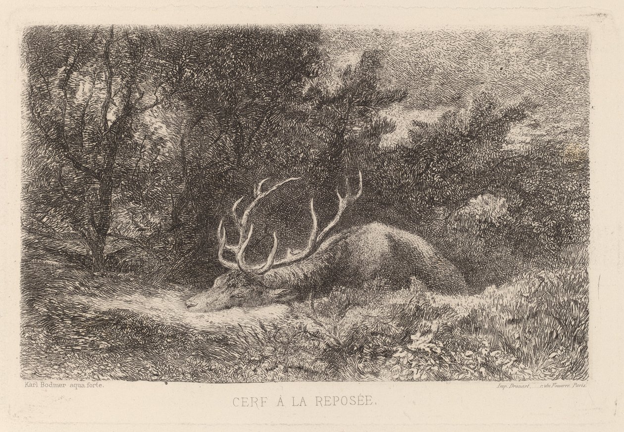 Cervo a Riposo da Karl Bodmer