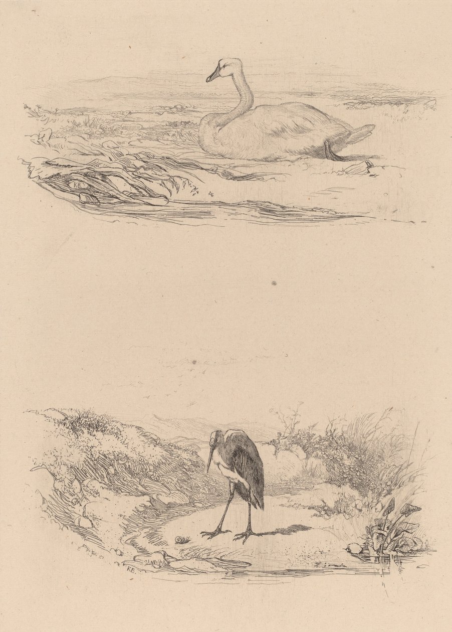 Cigno, airone da Karl Bodmer