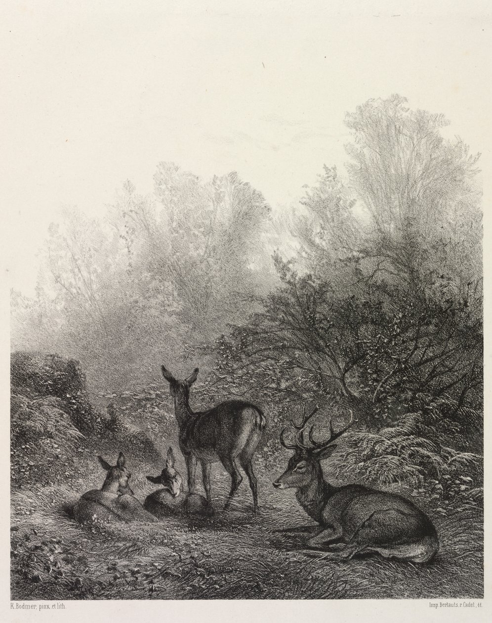 Cervo a riposo da Karl Bodmer